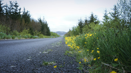 icelandic gravel road from forrest