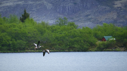 goose couple flying over the lake