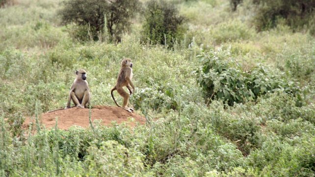 baboon in kenya