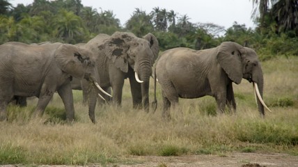 Naklejka na ściany i meble elephants of kenya