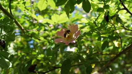 Heckenrose mit Besuch