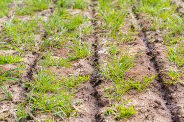 Close up injected manure on grass with slits