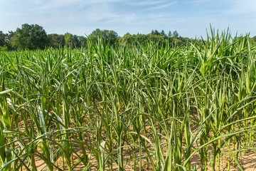 Agricultural damage desiccation in corn plants