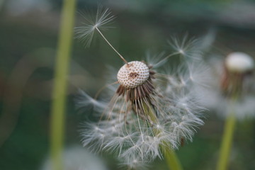 gerupfte Pusteblume