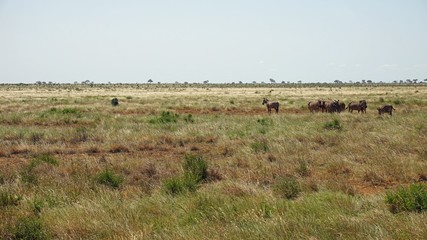 ostrich bird in kenya