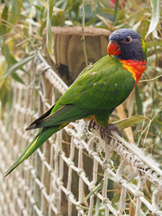 Loriquet arc-en-ciel