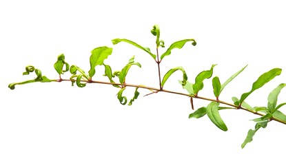 Pomegranate or Punica Granatum Leaves on Tree Branch