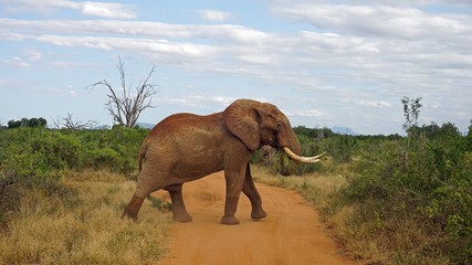 Naklejka na ściany i meble elephants of kenya