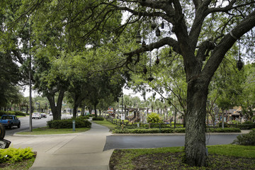 Orlando, trees, Florida, USA