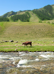 Cow eats on a beautiful meadow, near a river