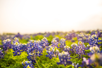 Texas wildflower fields