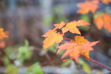 Bright autumn background with soft focus.. Fall maple leaf background in shades of orange and yellow.