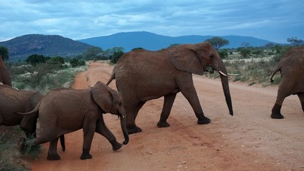 Fototapeta na wymiar elephants of kenya