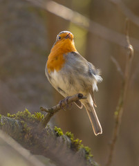 A robin sits on a branch and looks