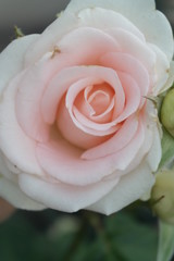 gently pink rose 