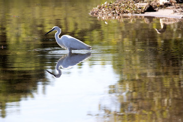 Yellow-billed Heron, Egretta intermedia, on hunt, Chobe National Park, Botswana