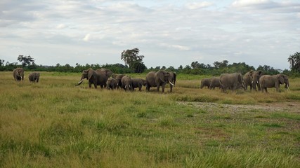 elephants of kenya