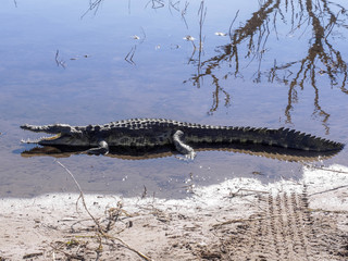 Nile Crocodile Crocodylus niloticus, Chobe National Park, Botswana