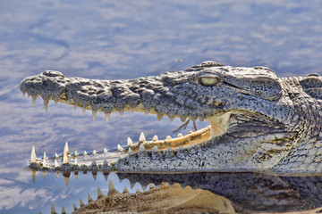 Portrait of Nile Crocodile Crocodylus niloticus, Chobe National Park, Botswana