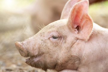 New born pig or cute on a farm.