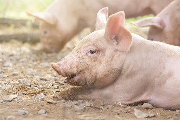 New born pig or cute on a farm.