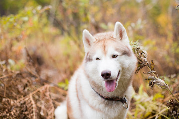 Close up Portrait of Lovely Beige Siberian Husky in fall season on a forest background