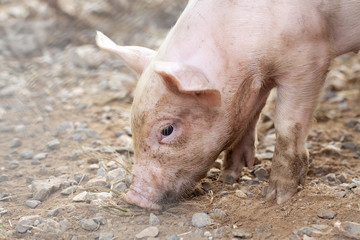 New born pig or cute on a farm.