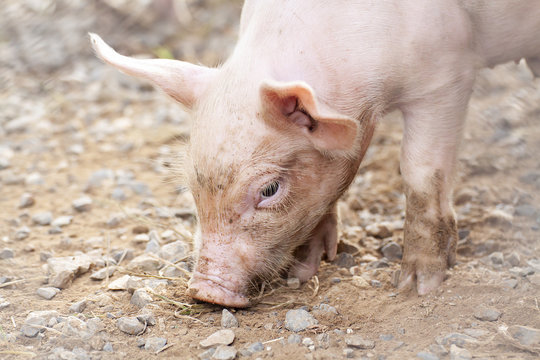 New born pig or cute on a farm.