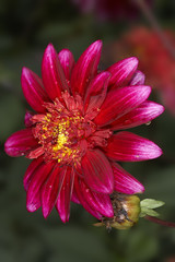 Chrysanthemum