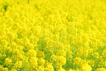 満開の菜の花