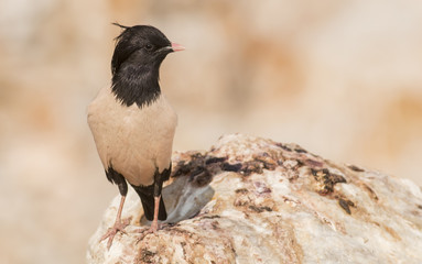 Obraz premium Rosy Staling