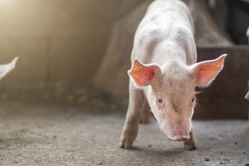 New born pig or cute on a farm.