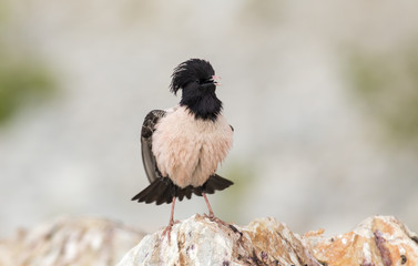 Fototapeta premium Rosy Starling