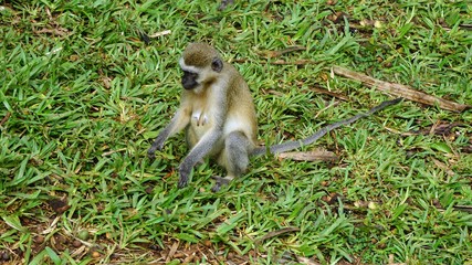 monkey in kenya