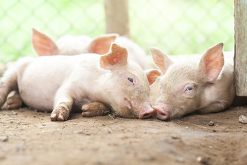 New born pig or cute on a farm.