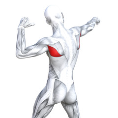 Concept conceptual 3D illustration back fit strong human anatomy or anatomical and gym muscle isolated, white background for body health with biological tendons, spine, fitness medical muscular system