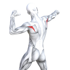 Concept conceptual 3D illustration back fit strong human anatomy or anatomical and gym muscle isolated, white background for body health with biological tendons, spine, fitness medical muscular system