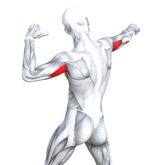 Concept conceptual 3D illustration triceps fit strong human anatomy anatomical and gym muscle isolated, white background for body health with biological tendons, spine, fitness medical muscular system