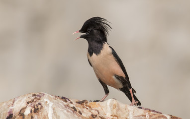 Rosy Starling