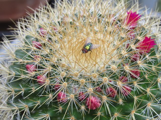 A common green bottle fly (Lucilia sericata) sitting on a pink flowering cactus 