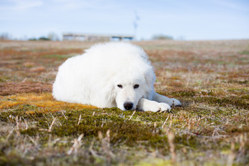 ig white fluffy dog lying on moss and looking to the camera in the field on a sunny day
