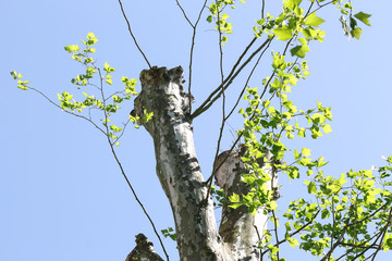 Gestutzte Krone der Platane, Platanus hispanica