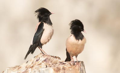Rosy Starling