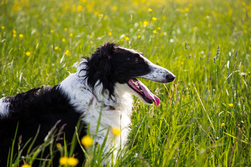 Close-up Portrait of black and white dog breed russian borzoi lying in the green grass and yellow buttercup meadow