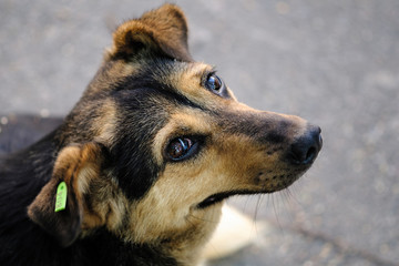 dog guard house on the chain guards the house
