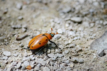 Spotted grapevine beetle