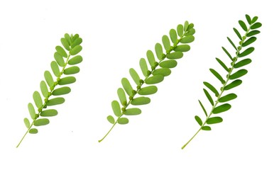 Phyllanthus Niruri Leaves on A White Background