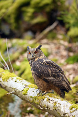 The Eurasian eagle-owl (Bubo bubo) , portrait in the forest. Eagle-owl sitting in a forest on a tree. Big owl in the forest.