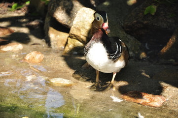 kaczka, mandaryn, ptak, duck, tangerine, bird © Kinga