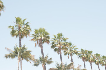 Palm trees in a beach in California - 212633375